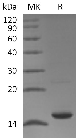 BL-1492NP: Greater than 95% as determined by reducing SDS-PAGE. (QC verified)