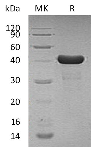 BL-1499NP: Greater than 95% as determined by reducing SDS-PAGE. (QC verified)