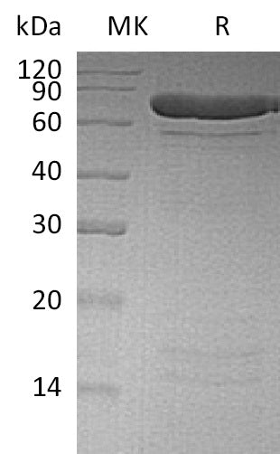 BL-1502NP: Greater than 95% as determined by reducing SDS-PAGE. (QC verified)