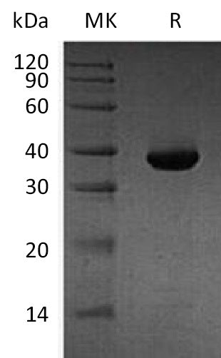 BL-1501NP: Greater than 95% as determined by reducing SDS-PAGE. (QC verified)