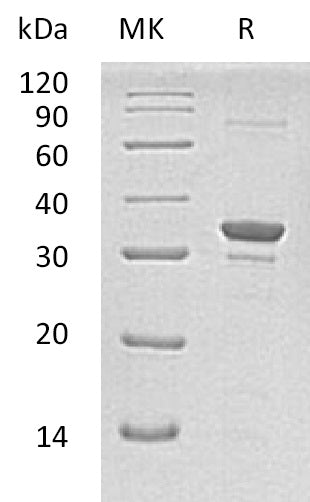 BL-1498NP: Greater than 95% as determined by reducing SDS-PAGE. (QC verified)