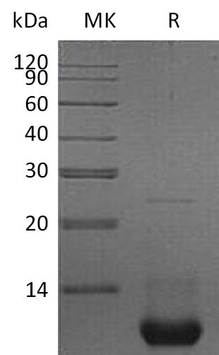 BL-1861NP: Greater than 95% as determined by reducing SDS-PAGE. (QC verified)