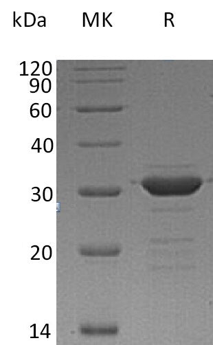 BL-1682NP: Greater than 90% as determined by reducing SDS-PAGE. (QC verified)