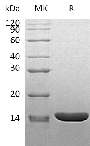 BL-1695NP: Greater than 95% as determined by SEC-HPLC. (Regularly tested)
