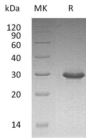 BL-1505NP: Greater than 95% as determined by reducing SDS-PAGE. (QC verified)