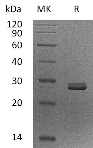 BL-1867NP: Greater than 95% as determined by reducing SDS-PAGE. (QC verified)