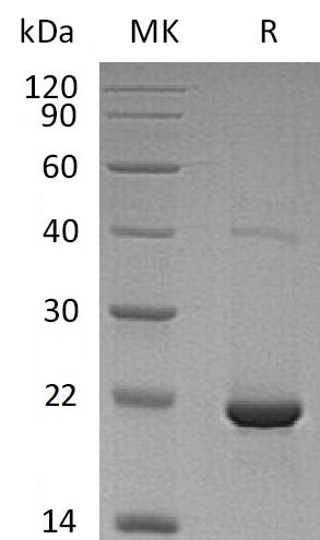 BL-1507NP: Greater than 95% as determined by reducing SDS-PAGE. (QC verified)