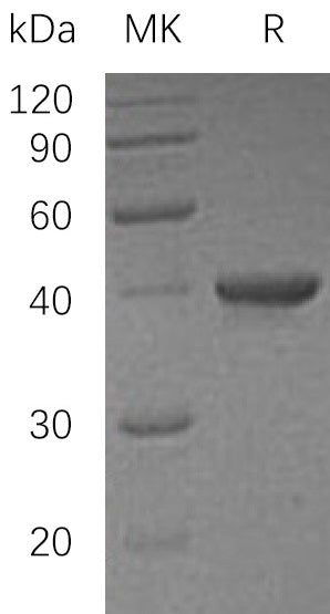 BL-0269NP: Greater than 95% as determined by reducing SDS-PAGE. (QC verified)