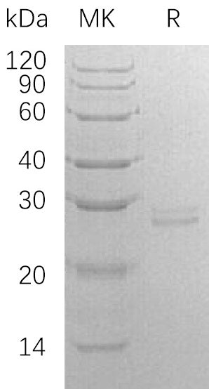 BL-1509NP: Greater than 95% as determined by reducing SDS-PAGE. (QC verified)