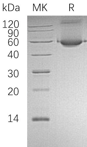 BL-1512NP: Greater than 95% as determined by reducing SDS-PAGE. (QC verified)