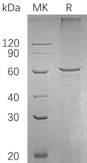 BL-0848NP: Greater than 80% as determined by reducing SDS-PAGE. (QC verified)