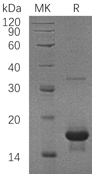 BL-1508NP: Greater than 95% as determined by reducing SDS-PAGE. (QC verified)