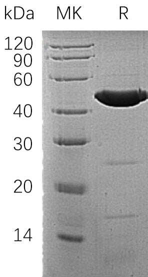 BL-1513NP: Greater than 95% as determined by reducing SDS-PAGE. (QC verified)