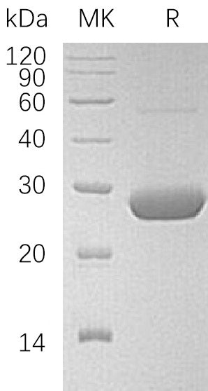 BL-1511NP: Greater than 95% as determined by reducing SDS-PAGE. (QC verified)