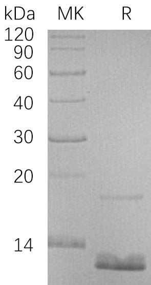 BL-0843NP: Greater than 95% as determined by reducing SDS-PAGE. (QC verified)
