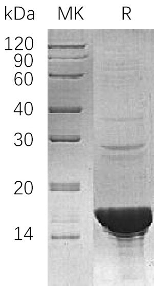 BL-2058NP: Greater than 95% as determined by reducing SDS-PAGE. (QC verified)