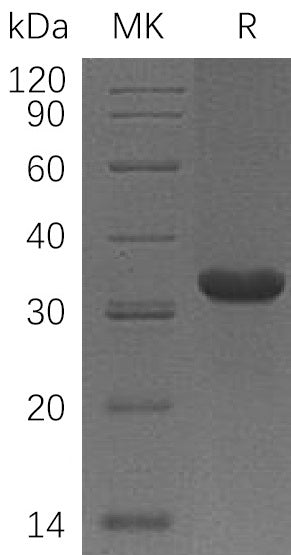BL-1521NP: Greater than 95% as determined by reducing SDS-PAGE. (QC verified)