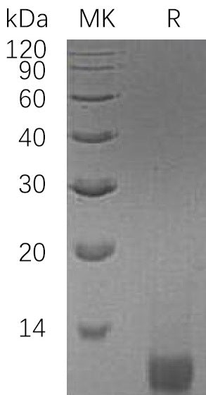BL-1690NP: Greater than 95% as determined by reducing SDS-PAGE. (QC verified)Recombinant Human IGF-II Protein