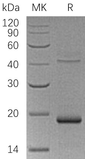 BL-1520NP: Greater than 95% as determined by reducing SDS-PAGE. (QC verified)