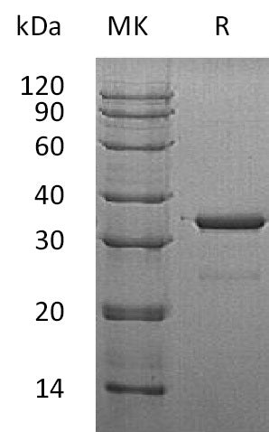 BL-1531NP: Greater than 95% as determined by reducing SDS-PAGE. (QC verified)