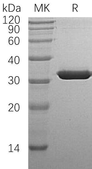 BL-1528NP: Greater than 95% as determined by reducing SDS-PAGE. (QC verified)