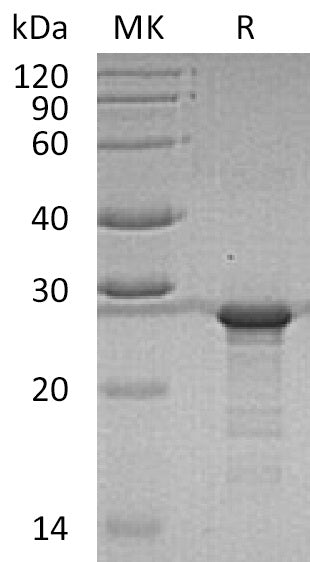 BL-1522NP: Greater than 95% as determined by reducing SDS-PAGE. (QC verified)