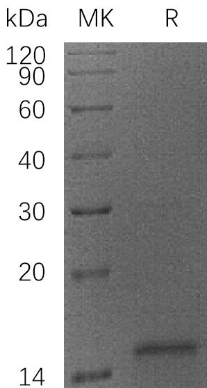 BL-1523NP: Greater than 95% as determined by reducing SDS-PAGE. (QC verified)