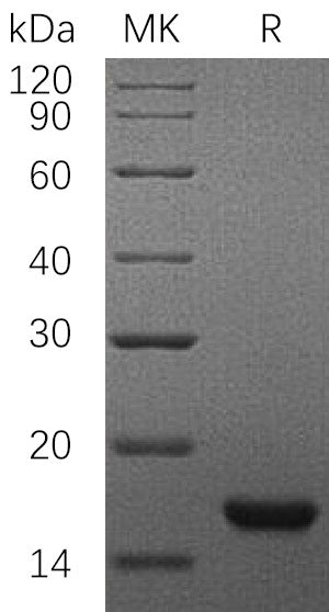 BL-0854NP: Greater than 95% as determined by reducing SDS-PAGE. (QC verified)Recombinant Rat SCF Protein (C-6His)