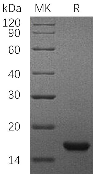 BL-0854NP: Greater than 95% as determined by reducing SDS-PAGE. (QC verified)