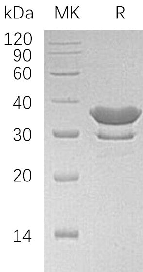 BL-1526NP: Greater than 95% as determined by reducing SDS-PAGE. (QC verified)