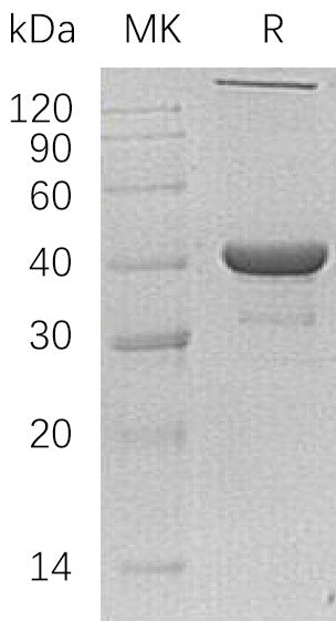 BL-1529NP: Greater than 80% as determined by reducing SDS-PAGE. (QC verified)