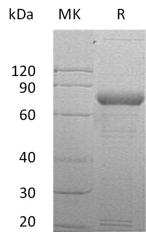 BL-0078NP: Greater than 90% as determined by reducing SDS-PAGE. (QC verified)Recombinant Human SIRPG Protein (C-Fc)
