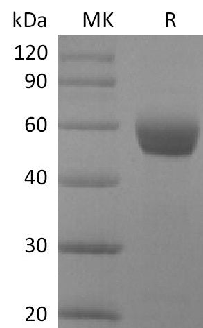 BL-0079NP: Greater than 95% as determined by reducing SDS-PAGE. (QC verified)Recombinant Human NCR3 Protein (C-Fc)