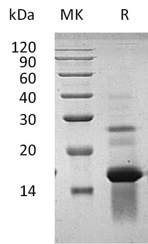 BL-1875NP: Greater than 95% as determined by reducing SDS-PAGE. (QC verified)