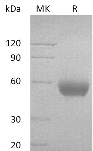 BL-0014NP: Greater than 95% as determined by reducing SDS-PAGE. (QC verified)Recombinant Human CD47 Protein (C-Fc)
