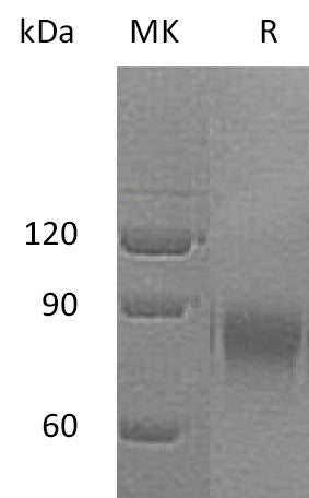 BL-0077NP: Greater than 95% as determined by reducing SDS-PAGE. (QC verified)Recombinant Human DR6 Protein (C-Fc)