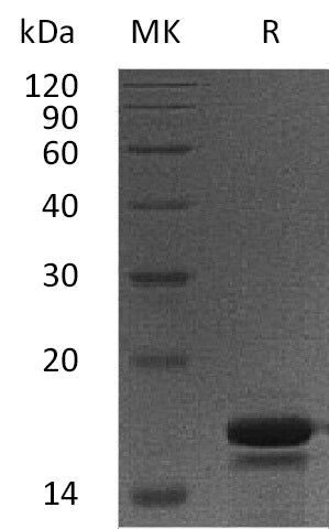 BL-0856NP: Greater than 95% as determined by reducing SDS-PAGE. (QC verified)
