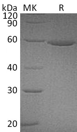 BL-0967NP: Greater than 95% as determined by reducing SDS-PAGE. (QC verified)