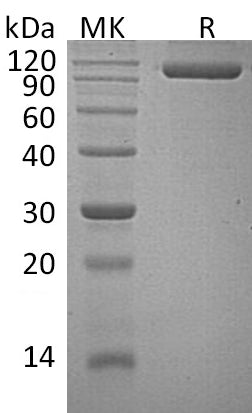 BL-0971NP: Greater than 95% as determined by reducing SDS-PAGE. (QC verified)