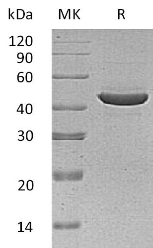 BL-0968NP: Greater than 95% as determined by reducing SDS-PAGE. (QC verified)