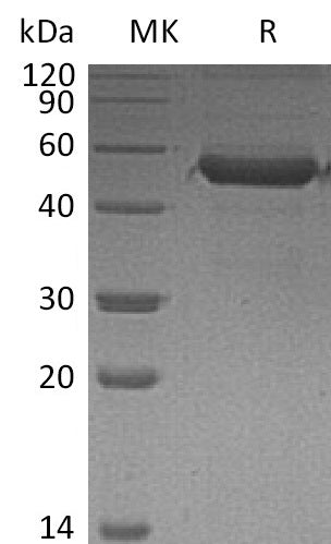 BL-0093NP: Greater than 95% as determined by reducing SDS-PAGE. (QC verified)Recombinant Human MD-1 Protein (C-Fc)