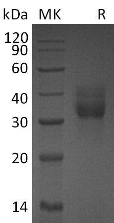 BL-0970NP: Greater than 95% as determined by reducing SDS-PAGE. (QC verified)