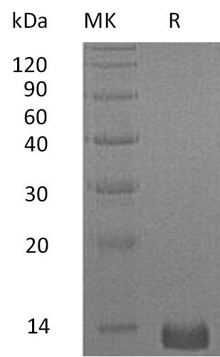 BL-0951NP: Greater than 95% as determined by reducing SDS-PAGE. (QC verified)Recombinant Human CXCL4 Protein (C-6His)