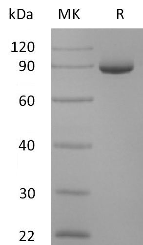BL-2579NP: Greater than 95% as determined by reducing SDS-PAGE. (QC verified)