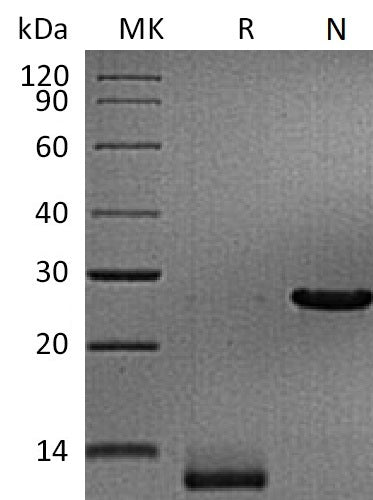 BL-1739NP: Greater than 95% as determined by reducing SDS-PAGE. (QC verified)Recombinant Human/Mouse/Rat TGFB3 Protein