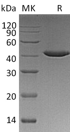 BL-0954NP: Greater than 95% as determined by reducing SDS-PAGE. (QC verified)