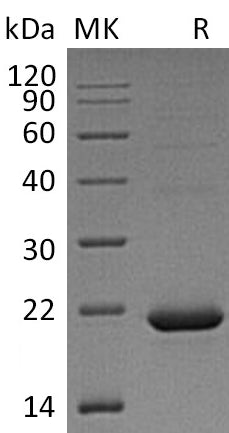 BL-0956NP: Greater than 95% as determined by reducing SDS-PAGE. (QC verified)Recombinant Human CYB5B Protein (C-6His)
