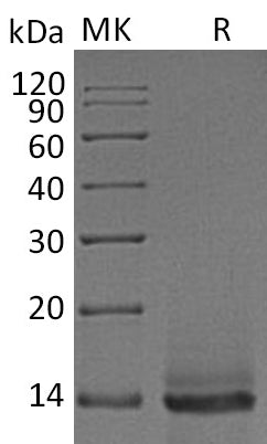 BL-2256NP: Greater than 95% as determined by reducing SDS-PAGE. (QC verified)Recombinant Human/Mouse/Rat GDF-8 Protein