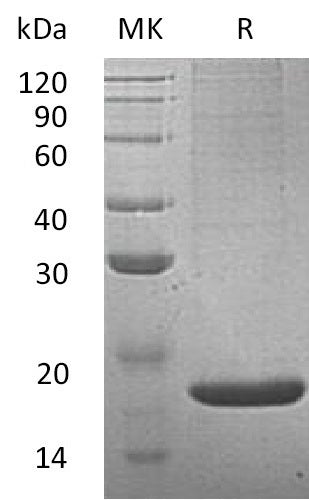 BL-0957NP: Greater than 95% as determined by reducing SDS-PAGE. (QC verified)Recombinant Mouse REG2 Protein (N-6His)