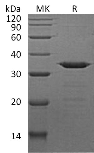 BL-1548NP: Greater than 95% as determined by reducing SDS-PAGE. (QC verified)Recombinant Human NECAP2 Protein (N, C-6His)